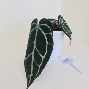 #9 Anthurium Crystallinum Hybrid - Dark