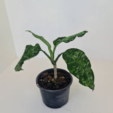 Load image into Gallery viewer, Aglaonema Pictum Tricolor