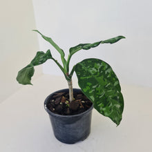 Load image into Gallery viewer, Aglaonema Pictum Tricolor