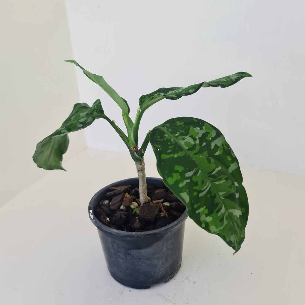Aglaonema Pictum Tricolor