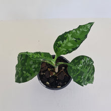 Load image into Gallery viewer, Aglaonema Pictum Tricolor
