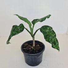 Load image into Gallery viewer, Aglaonema Pictum Tricolor