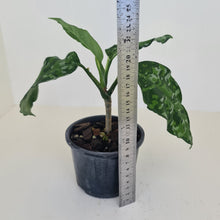 Load image into Gallery viewer, Aglaonema Pictum Tricolor