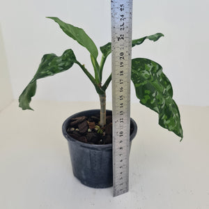 Aglaonema Pictum Tricolor