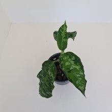 Load image into Gallery viewer, Aglaonema Pictum Tricolor
