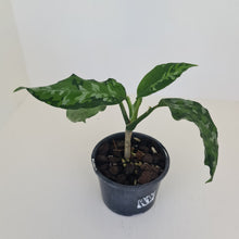 Load image into Gallery viewer, Aglaonema Pictum Tricolor