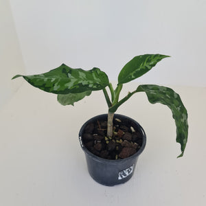 Aglaonema Pictum Tricolor