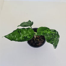 Load image into Gallery viewer, Aglaonema Pictum Tricolor