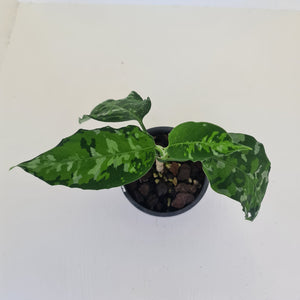 Aglaonema Pictum Tricolor