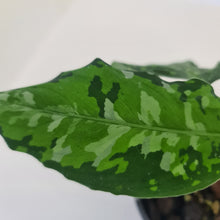 Load image into Gallery viewer, Aglaonema Pictum Tricolor