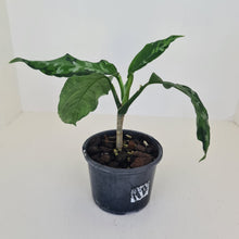 Load image into Gallery viewer, Aglaonema Pictum Tricolor