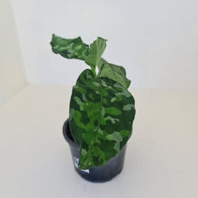Load image into Gallery viewer, Aglaonema Pictum Tricolor
