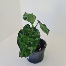 Load image into Gallery viewer, Aglaonema Pictum Tricolor