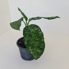 Load image into Gallery viewer, Aglaonema Pictum Tricolor