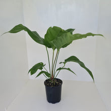 Load image into Gallery viewer, Anthurium Watermaliense