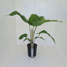 Load image into Gallery viewer, Anthurium Watermaliense