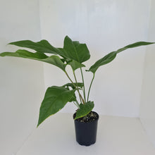 Load image into Gallery viewer, Anthurium Watermaliense