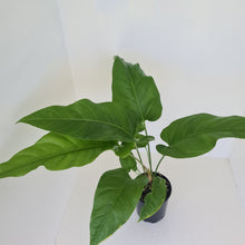 Load image into Gallery viewer, Anthurium Watermaliense