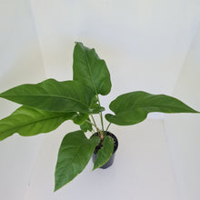 Load image into Gallery viewer, Anthurium Watermaliense