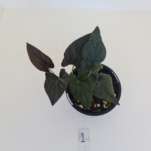 Load image into Gallery viewer, #1 Syngonium Erythrophyllum