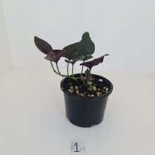 Load image into Gallery viewer, #1 Syngonium Erythrophyllum