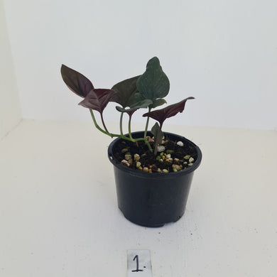 #1 Syngonium Erythrophyllum