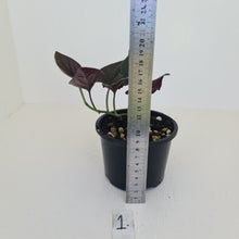 Load image into Gallery viewer, #1 Syngonium Erythrophyllum