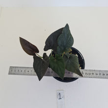 Load image into Gallery viewer, #1 Syngonium Erythrophyllum