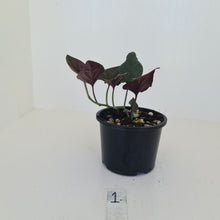Load image into Gallery viewer, #1 Syngonium Erythrophyllum