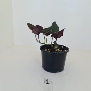 #1 Syngonium Erythrophyllum