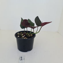 Load image into Gallery viewer, #1 Syngonium Erythrophyllum