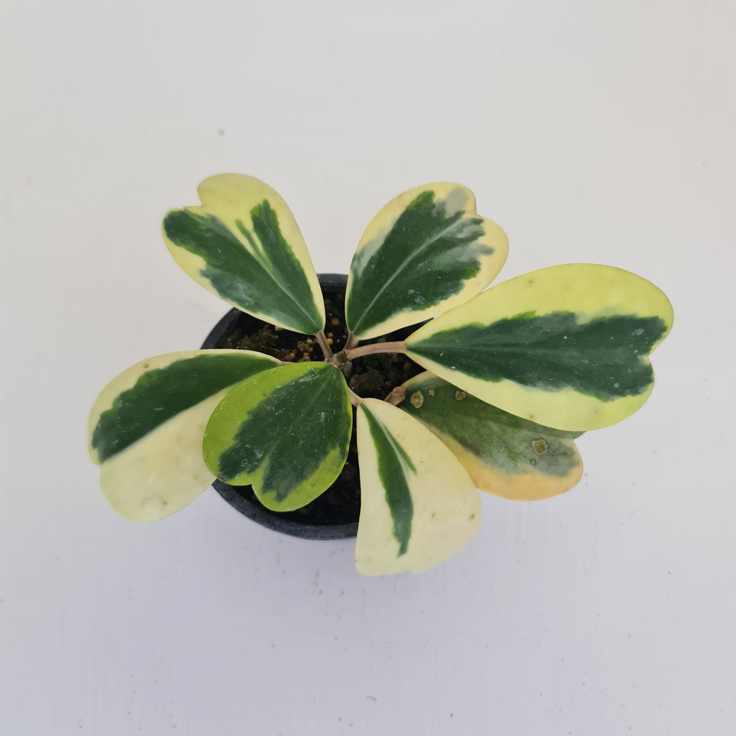 Variegated Hoya Kerrii