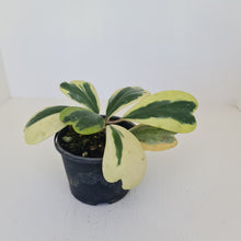 Load image into Gallery viewer, Variegated Hoya Kerrii