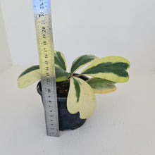 Load image into Gallery viewer, Variegated Hoya Kerrii