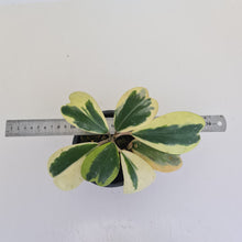 Load image into Gallery viewer, Variegated Hoya Kerrii