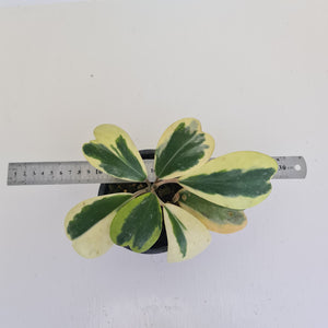 Variegated Hoya Kerrii