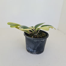Load image into Gallery viewer, Variegated Hoya Kerrii