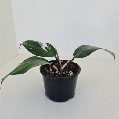Philodendron White Knight