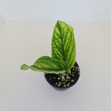 Load image into Gallery viewer, Monstera Peru / Karstenianum