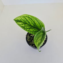 Load image into Gallery viewer, Monstera Peru / Karstenianum
