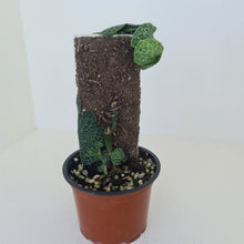 Load image into Gallery viewer, Rhaphidophora Cryptantha