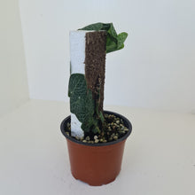 Load image into Gallery viewer, Rhaphidophora Cryptantha