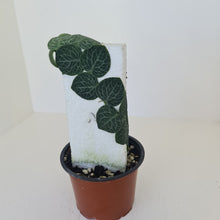 Load image into Gallery viewer, Rhaphidophora Cryptantha