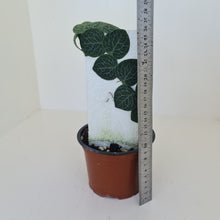 Load image into Gallery viewer, Rhaphidophora Cryptantha