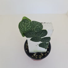 Load image into Gallery viewer, Rhaphidophora Cryptantha