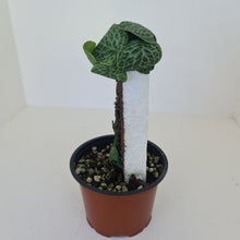 Load image into Gallery viewer, Rhaphidophora Cryptantha