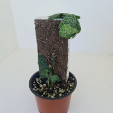Load image into Gallery viewer, Rhaphidophora Cryptantha