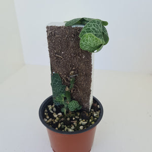 Rhaphidophora Cryptantha