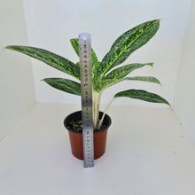 Load image into Gallery viewer, Aglaonema &#39;Milky Way&#39;