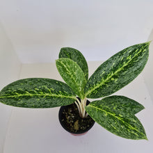 Load image into Gallery viewer, Aglaonema &#39;Milky Way&#39;